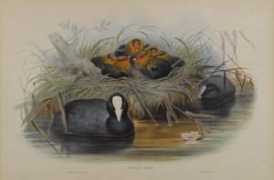 フリカアトラ 作： John Gould